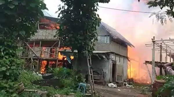 Kandang Ayam di Jember Luluh Lantah Dilalap Si Jago Merah