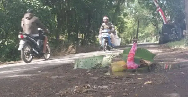 Jelang Tahun Baru, Jalan Watu Ulo Ditanami Pohon Pisang