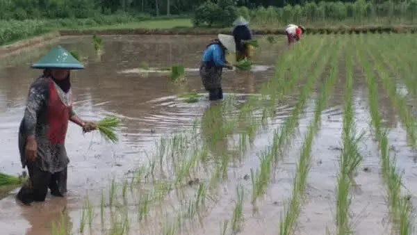 Sambut Musim Hujan, Petani Sumberrejo Mulai Tanam Padi