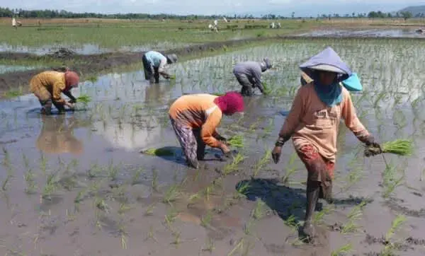Minimnya Pemuda menjadi buruh Tandur, Ancam Ketahanan Pangan Nasional