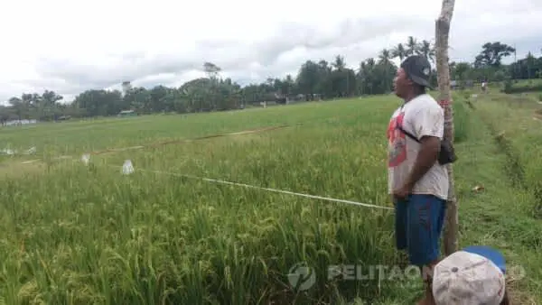 Hektaran Tanaman Padi di Desa Rowotamtu, Diserang Burung Emprit