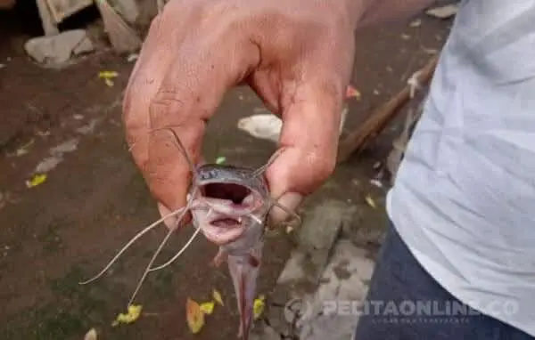 Pulang Merumput, Petani Temukan Lele Bermulut Dua