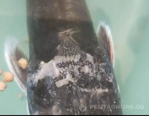 Lele Bermulut Dua di Batok Kepala ada Guratan Menyerupai Burung Garuda