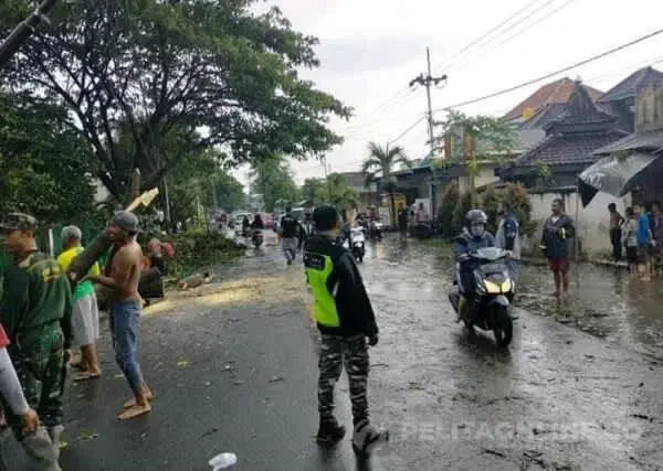 Angin Kencang Robohkan Pohon Trembesi Di Banyuwangi