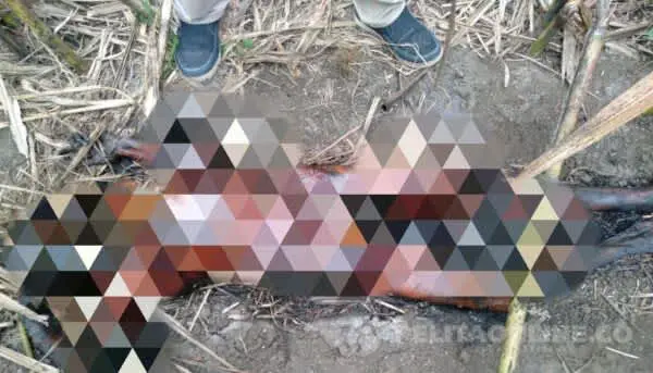 “Tukang Ngarit” Warga Jember Temukan Mayat Dilahan Tebu