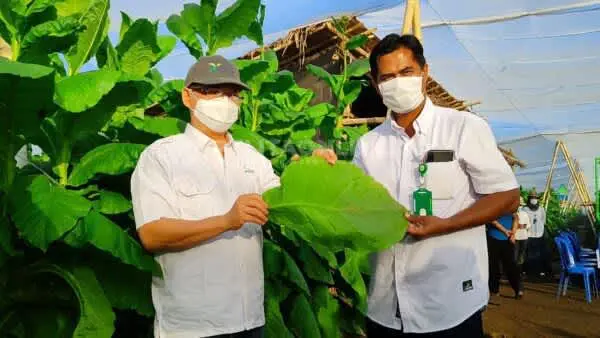 Tingginya Kepercayaan Investor, Lahan Tembakau PTPN X Diperluas Hingga 100 Hektar