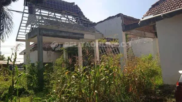 Rusak, Kantor Kecamatan di Jember Berubah Menjadi Kebun Jagung