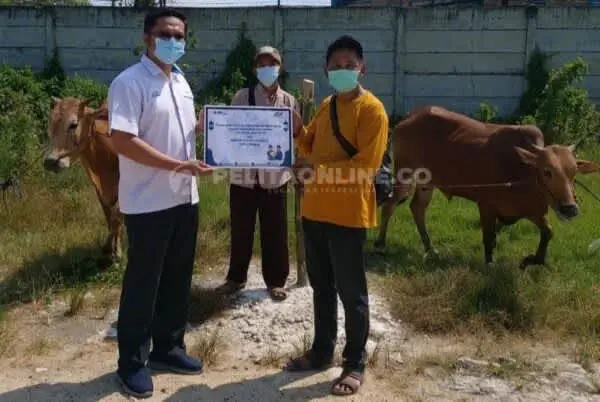 Idul Adha PTPN X Serahkan 9 Sapi Qurban ke Yayasan Muhammad Abdul Wahab