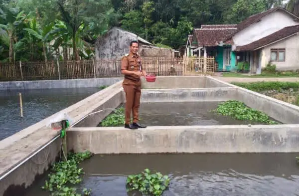 Tingkatkan Ekonomi Pemdes Jubung Buat Puluhan Kolam Ikan Tawar