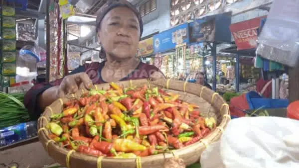 Jelang Nataru di Jember Kenaikan Harga Cabe Mencapai 50 Persen
