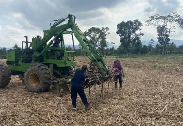 Panen Raya, Produksi Tebu PTPN I Regional 5 Kali Telepak Sebesar 164 Persen