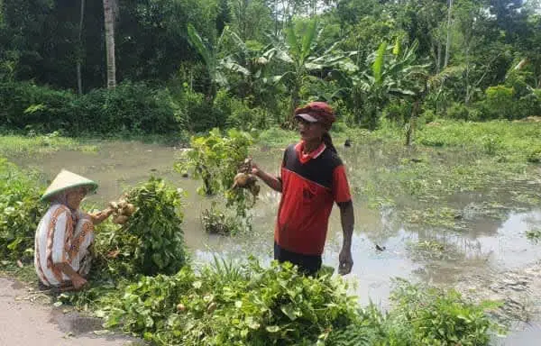 Banjir Luapan Afur Peladingan di Jember, Petani Merugi